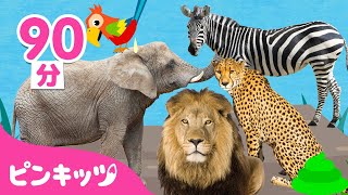 サファリパーク🐘🐆どうぶつの歌 & 人気曲メドレー | どうぶつのなまえ | ライオン、ゾウさん、キリン、サメ ほか | 子どもの歌 | ピンキッツ・ベイビーシャーク