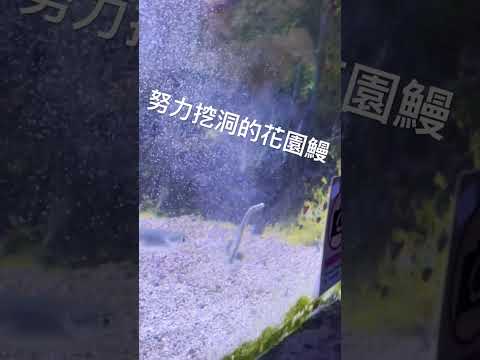 在小小的花園裡挖啊挖啊挖！努力挖洞的花園鰻