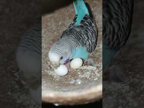 Budgie bird egg hatching Chicks Growth Day 4 #Viral #Shorts