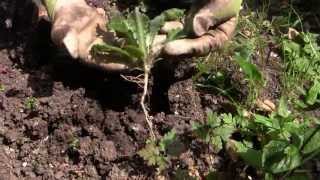 Easy Weeding - How to Get Rid of Weeds in Your Vegetable Garden