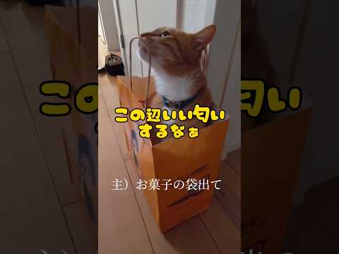 お母さんに反抗しまくる猫 #shorts #猫 #保護猫 #cat #ぐり