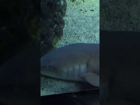 Silvertip Shark - Carcharhinus albimarginatus - Tropical Fishes #exotic #sweden