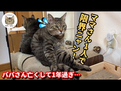 【保護猫多頭飼い】ママが限界になりました…心配する元ボス野良猫が取った行動とは！？