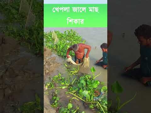 খেপলা জালে মাছ শিকার | Net Fishing | EP:49 | #netfishingvideos #fishingshorts #shorts