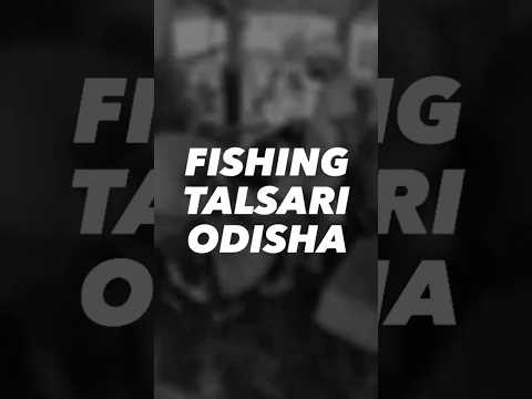 Fishing Talsari Odisha #talsari #digha #shorts #youtubeshorts