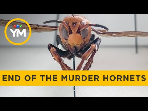 End of the Murder Hornet Invasion | Your Morning