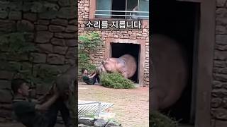 갑자기 하마가 분노하자 얼어버린 남성 ㄷㄷ