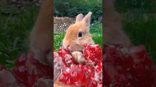 FunFacts About Rabbits for Kids🐰🥕#RabbitFacts#KidsLearning #AnimalFun #BunnyLovers#EducationalShorts