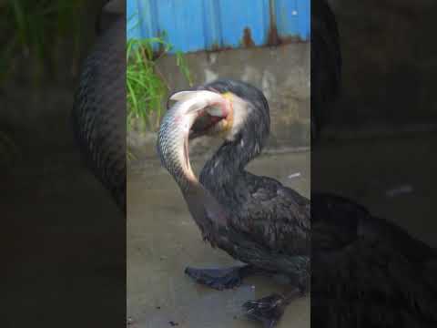 How fast do cormorants eat fish?