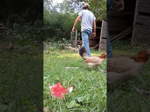 my chickens watching the work along side my dog!! #tennesseelife #diy #grundy