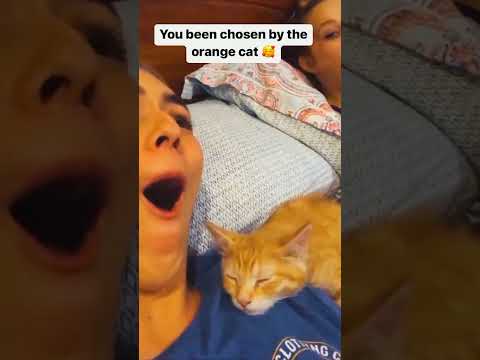 orange cat behavior #cat #funnycats #pets #funnypets #shorts