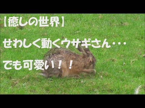 【癒しの世界】顔パック？！・・ウサギさん