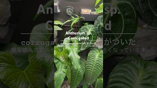 #アンスリウム 蘭展購入の動画から1週間後/#世界らん展  #プラントツアー #plants #植物 #観葉植物 #houseplants #観葉植物インテリア