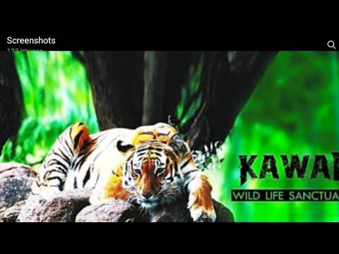 kawal tiger forest #forest #tiger #kawal