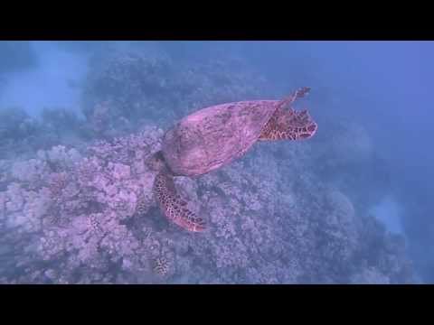 Mauna Lani Snorkel