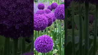 "Azure Bloom: Embracing Serenity #blueflowers  #naturebeauty  #blossoms