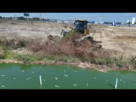 Extremely Skill Operator Bulldozer Clearing Land Shantui Dozer Clearing Forestry