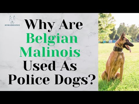 Why Are Belgian Malinois Used As Police Dogs?