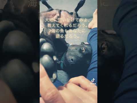 ともだち　#shorts #神様 #聖書 #生きる #聖句 #god #教会 #dog #犬 #友達