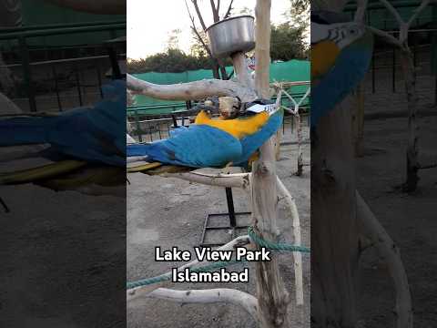 Lake View Park Birds Park #lakeviewparkislamabad #shortsfeed #shorts #ytshorts #birds #viralshort