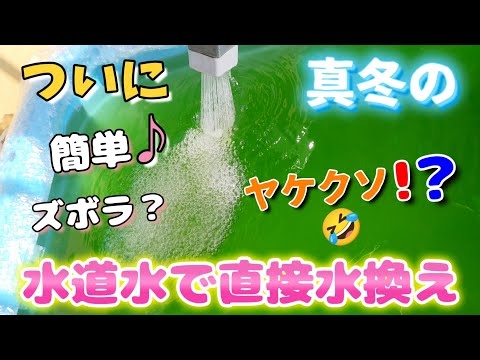 【メダカ】真冬の水道水から直接水換えめちゃ簡単♪ズボラ部分換水🥹真似厳禁？！#めだか#飼育#越冬#カルキ#冬眠