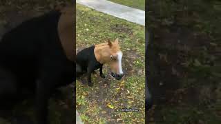 funny Dog compilation pt41 #amazingpets #dog #funnypuppy #funnydog #funny #adorabledog #funnypet