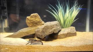 Red claw crayfish care (cherax quadricarinatus)