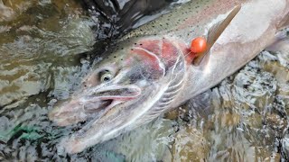 Winter Steelhead Bead Fishing | Featuring Popov and Big Dave!