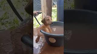 Puppy Bath Time in a Big Tub: #SoapBubbles, #HappyBath, #PuppyJoy, & #WaterAdventures 🛁🐾