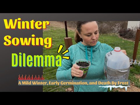 Winter Sowing Drama & I NEED Your Help! Is Winter Sowing STILL Possible?