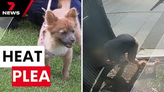 Outrage after pet dog dumped outside Wingfield AWL shelter | 7NEWS