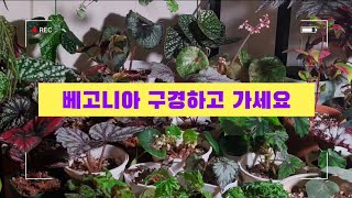 키우는 베고니아 소개, 베고니아 영업, 구매처