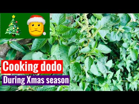 Cooking dodo during Christmas season, Sunday after service 2024