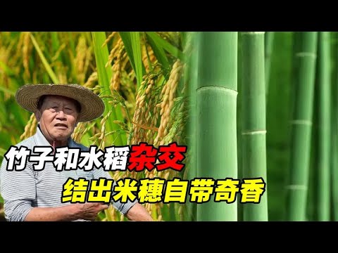 东方魔稻再次发力！竹子和水稻杂交出2米巨稻，稻米带有竹子清香