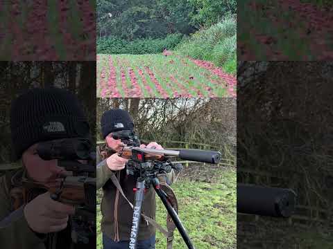 The Silent Assassin: .22LR Subsonic Rabbit Hunting | The Ultimate Rabbiting Round