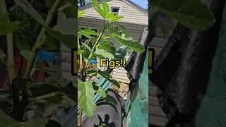 Figs are here zone 7b #gardening #fruitbearingplants