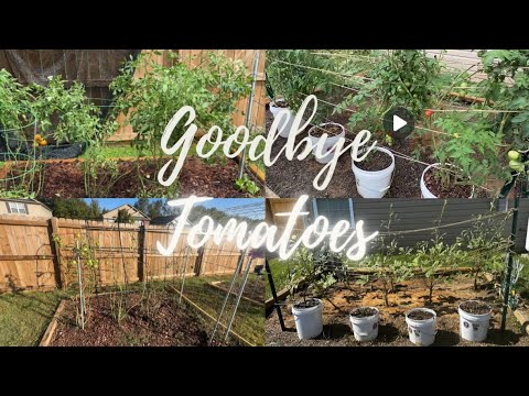 Goodbye Tomatoes! See Ya Next Spring!