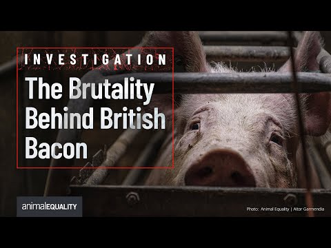 Undercover Investigation Into A Red Tractor Certified Pig Farm