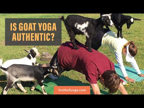 Is "Goat Yoga" Authentic? 🐐🧘‍♂️🧐