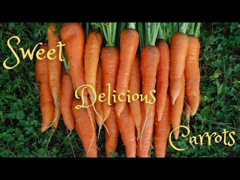 How to grow beautiful carrots every time!