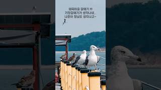 왜목마을 기장갈매기  big seagull