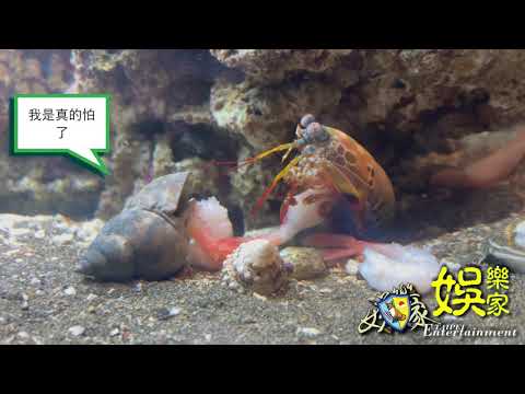 雀尾螳螂蝦 約會的日常 Vlog🦐 雀尾螳螂蝦🦐 皮皮蝦🦐 蝦蛄🦐Peacock Mantis shrimp 海地生物殺手 自帶慶記的殺手🥷#OriginMedia2030 #原創傳媒株式會社2030