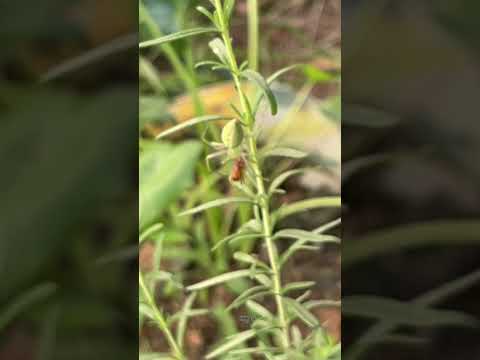 spider | Rosemary plant | garden | hornet (S-153) #shorts #youtubeshorts #nature #spider #foodchain