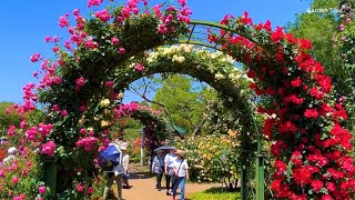 Astonished by the Stunning Rose Garden – A Space to Relax Your Soul