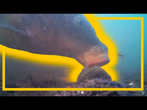 Fly Fishing for Toronto Carp -  (Underwater Footage)