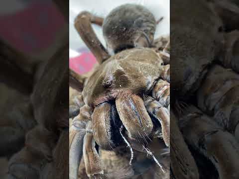 MASSIVE PET TARANTULA SNEAK ATTACKS A HUGE COCKROACH!