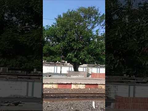 தாத்தா எப்படி இருந்தார்?  🤔😁🤩 / Mambalam Railway Station  #shorts #comedy #tree