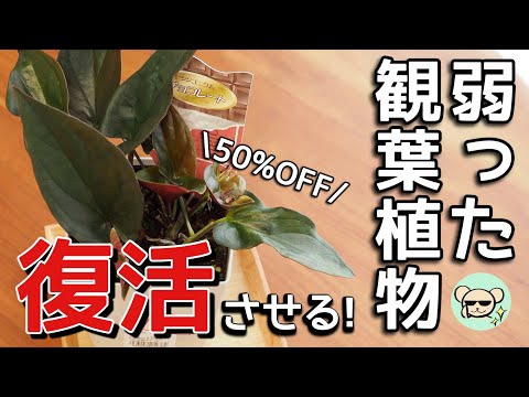 【弱った観葉植物を復活させる】シンゴニウム・チョコレート【植え替え方法】