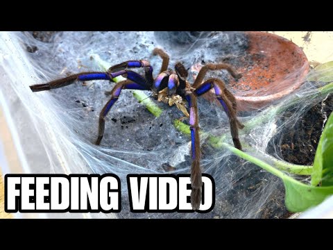 EPIC GIANT TARANTULA + SCORPION FEEDING VIDEO! MEET 24 PET ARACHNIDS!