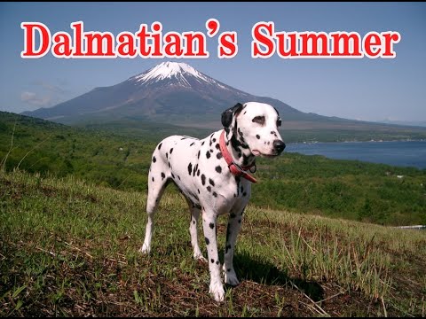 Dalmatian's Adventure by the Sea